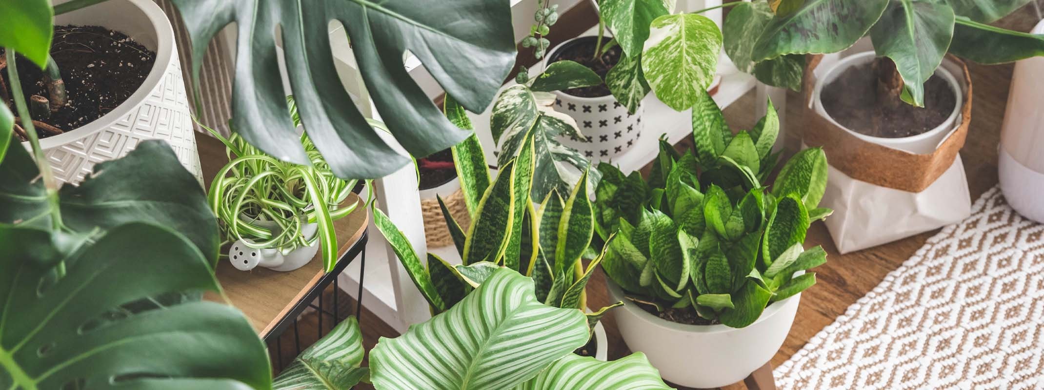 assorted tropical houseplants potted