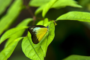 Resting Butterfly