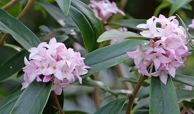 daphne shrub scented