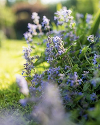 catmint mosquito deterrent plant