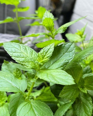 mint mosquito deterrent plant