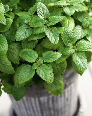 bee balm mosquito deterrent plant