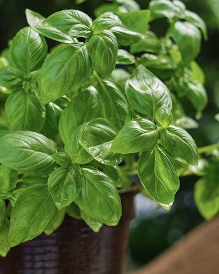 basil mosquito deterrent plant