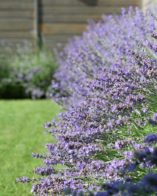lavender mosquito deterrent plant