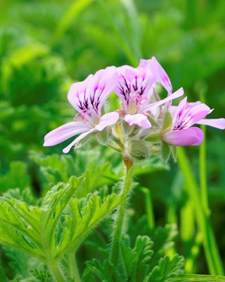 citronella geranium mosquito deterrent plant