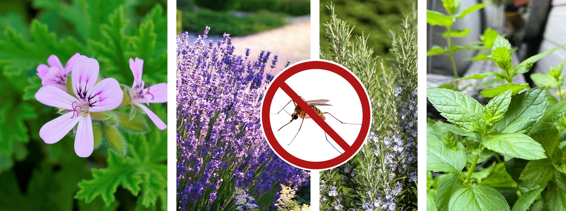 mosquito deterrent plants citronella geranium, lavender, rosemary, mint
