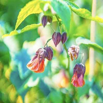 Blooming flowers