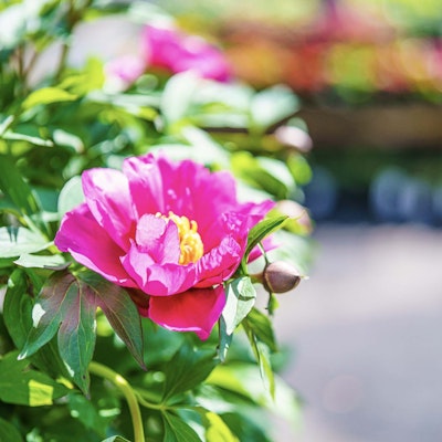 Pink flower blooming