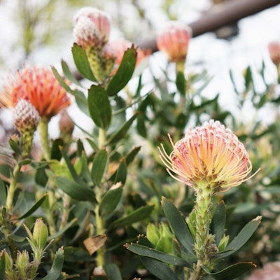 Blooming flowers close up