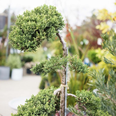 Profile view of tree