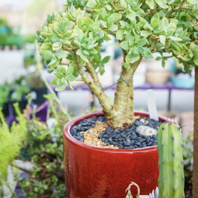 Tree in a pot