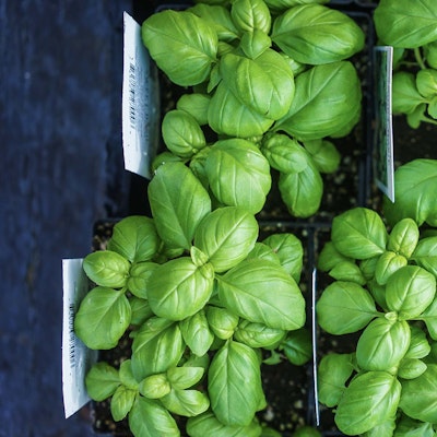 Top down view of plants