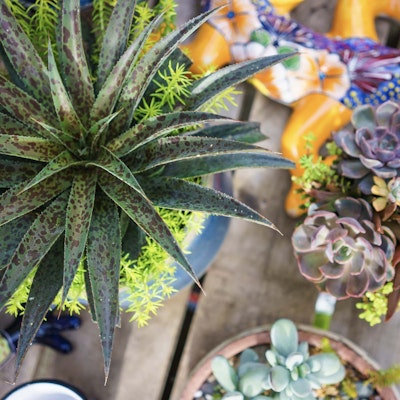 Top down view of succulents