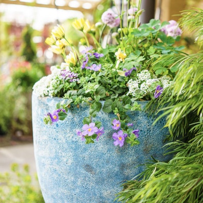 Flowers in pot