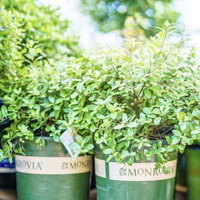 Plants in pots