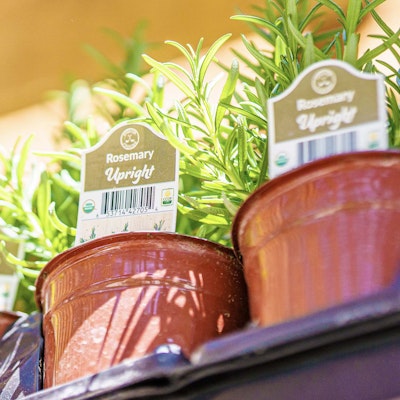 Plants in containers