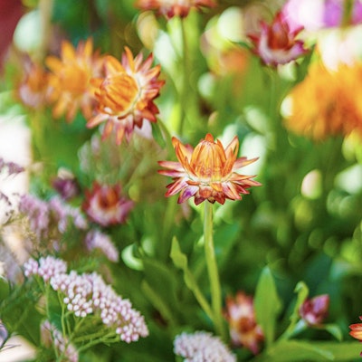 Orange blooming flower
