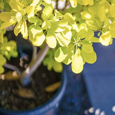 Yellow blooming flower in a pot