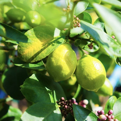 Growing fruit
