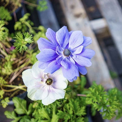 Purple and white flowers blooming