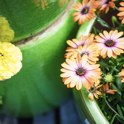 Orange flowers blooming in pot