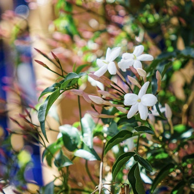White flowers blooming