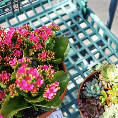 Potted flowers in a tray