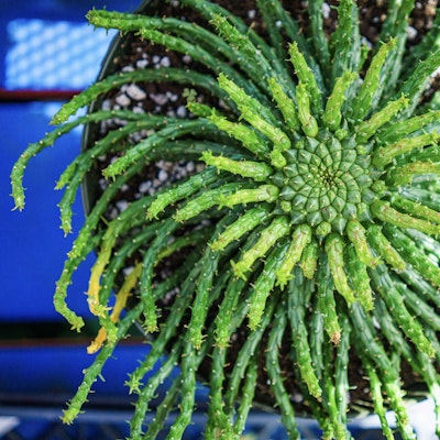 Top down view of plant in pot