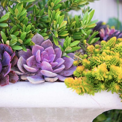 Group of succulents
