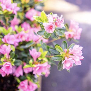 campbell store azalea pink