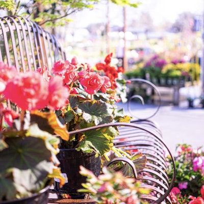 Blooming flowers on a bench