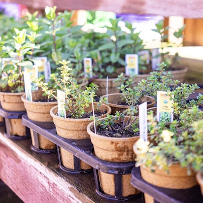 Trays of plants
