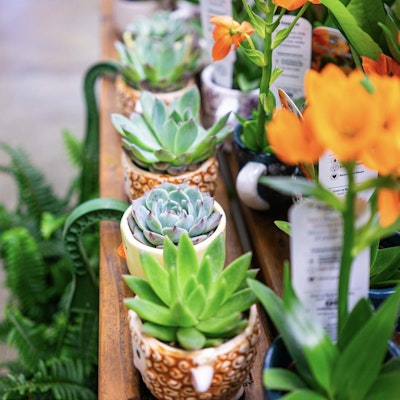 Small succulents in containers