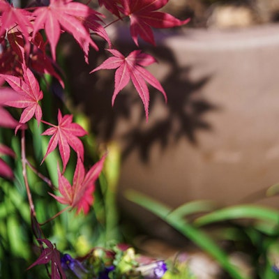 Japanese maple leaves
