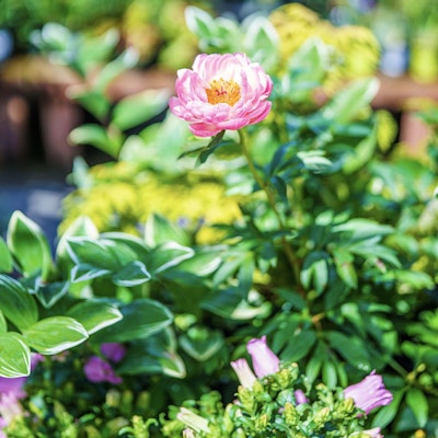 Blooming pink flower
