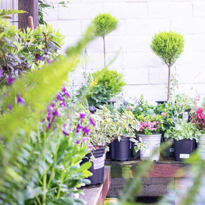 Potted trees