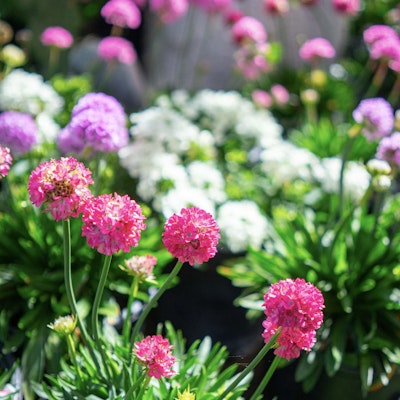 Pink, purple and white blooming flowers