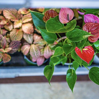 Top down view of plants in pots