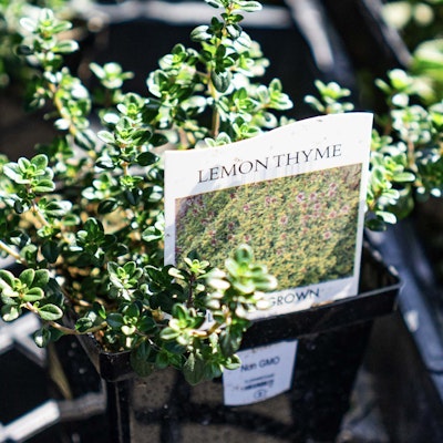 Tray of lemon thyme plants