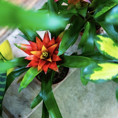 Spiky red flower