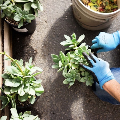 Employee working with succulents