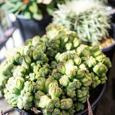 Potted succulents