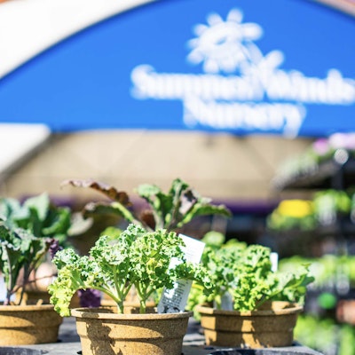 Potted plants with SummerWinds sign in the background