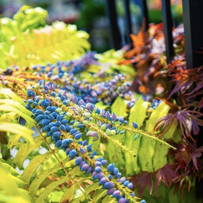 Rows of plants
