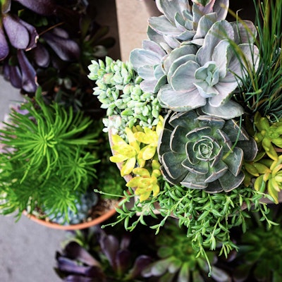 Top down view of plants