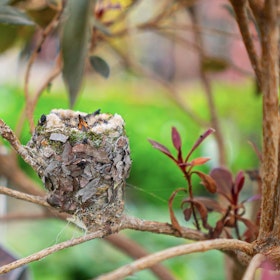 cupertino store baby hummingbirds