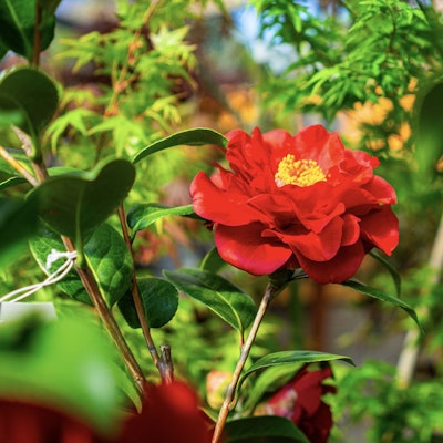 Blooming red flower