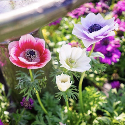 Pink, purple and white flowers blooming