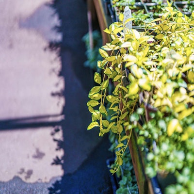 Yellow vines