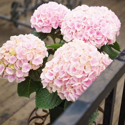 Light pink blooming flowers